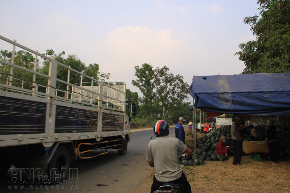 Dưa hấu Bình Thuận tăng giá trở lại nhờ chiến dịch 