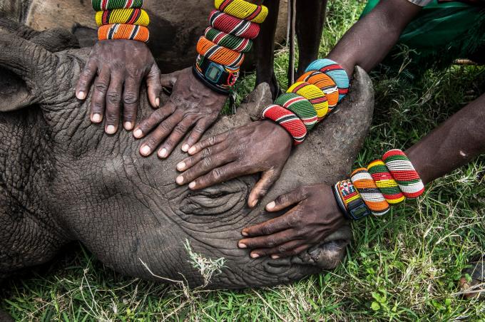 Những chiến binh chạm vào Kilifi, một chú tê giác đen mồ côi tại Kenya, 2014 (Ảnh: Ami Vitale/National Geographic/EPA).