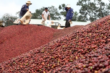 Giá cà phê hôm nay tăng trở lại.