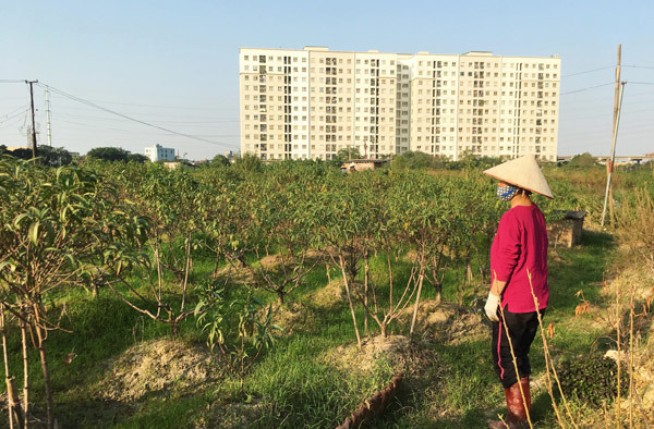 Đây là năm đầu tiên người dân phường Đông Ngạc phải hứng chịu thiệt hại này.