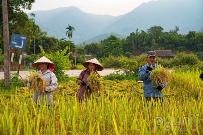 Đến Nghĩa Đô mùa này du khách sẽ được 