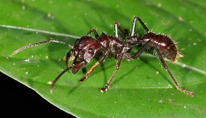 Người khổng lồ trong thế giới loài kiến này có thể dài tới 2,5 cm, với ngoại hình khá đáng sợ và dữ dằn. Chúng khá hiền lành nhưng không ngần ngại tấn công nếu bị kích động. Từ tổ trên cây, chúng thả người xuống và cắn nạn nhân. Vết cắn của chúng được mô tả là “như đi trên than hồng với đinh cắm trong gót chân” và cơn đau sẽ kéo dài tới 24 tiếng. Bạn sẽ mất mạng nếu bị sốc phản vệ, còn thường thì sẽ chỉ bị nôn và tê liệt tạm thời. Điều đáng sợ là một con có thể cắn nhiều lần một giây và sẽ tiết ra một chất khiến những con khác tấn công nạn nhân.