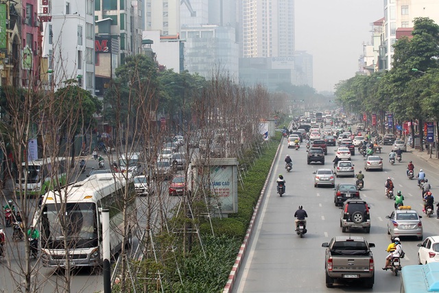 Cây phong lá đỏ trên đường Trần Duy Hưng và Nguyễn Chí Thanh