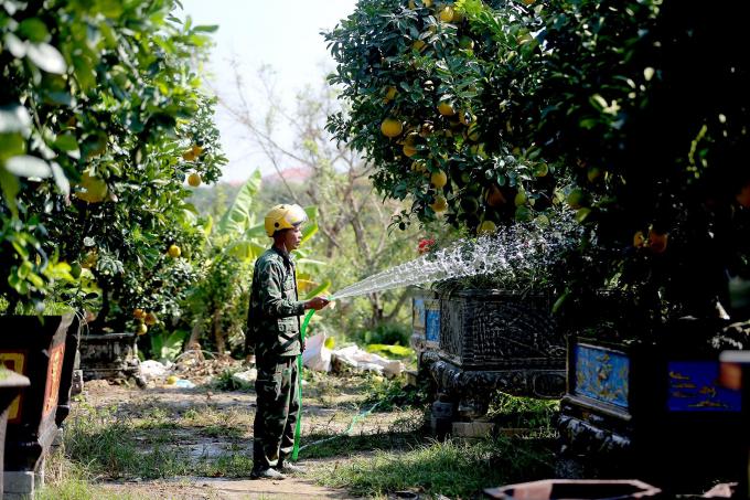           Để tạo ra một cây bưởi cảnh đạt tiêu chuẩn, người trồng phải bỏ ra không ít công sức.          