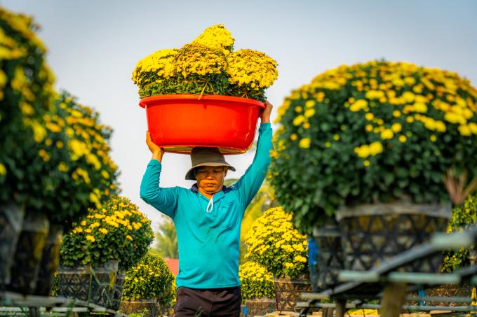 Làng hoa hơn 100 năm Sa Đéc tất bật vào xuân