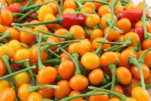 Ớt đắt nhất thế giới có giá 50 triệu đồng/kg, sau đó được nhân giống trồng tại Việt Nam với giá 50 triệu đồng một kg khô