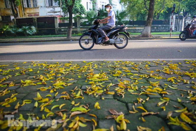   Lá vàng trải dài khắp con đường là 