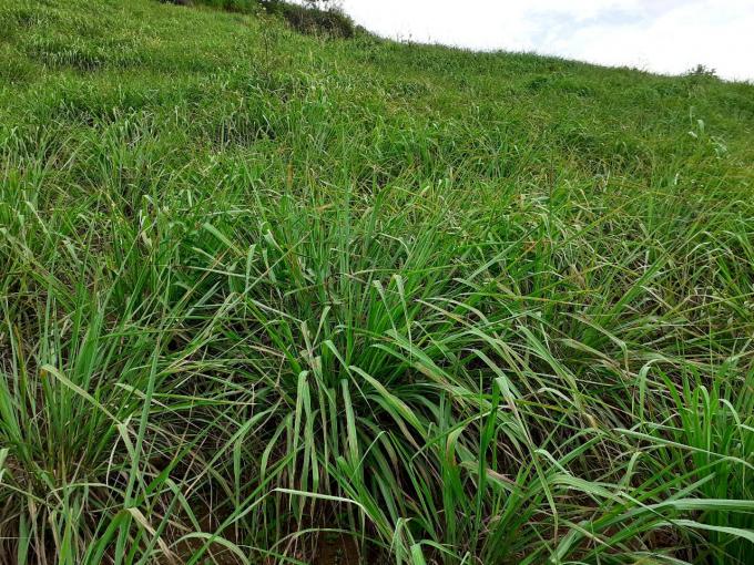 Bà con vùng cao Phù Yên chuyển sang trồng cây sả, cung cấp nguyên liệu để chiết xuất tinh dầu, bước đầu mang lại hiệu quả, góp phần tăng thu nhập cho người dân địa phương