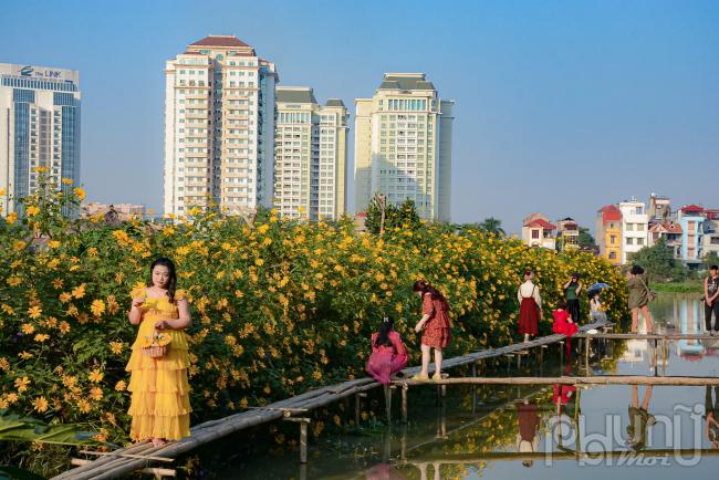 Thời điểm hiện tại hoa đang nở đẹp nên thu hút rất nhiều người ghé qua chụp ảnh.