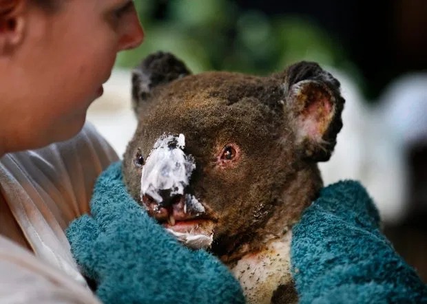 Một con koala bị bỏng nặng.