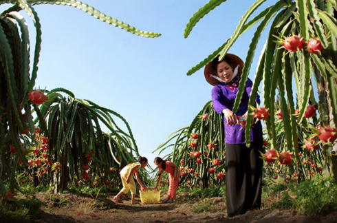 Ngoài việc được ngắm phong cảnh hữu tình nơi đây, bạn còn được thưởng thức nhiều đặc sản nơi miệt vườn sông nước