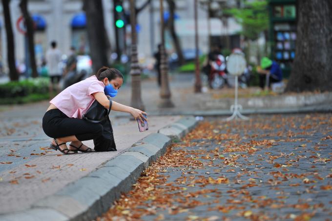 Những hoa chò không hương, không sắc nhưng lại có một vẻ đẹp mê đắm lòng người.