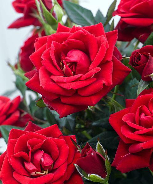 Chụp cận hồng trà lai mini cực đẹp