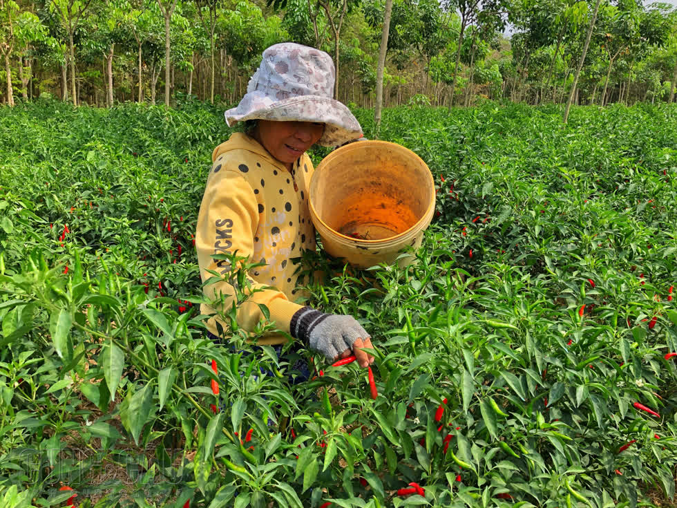 Thị trường tuần qua: Giá vàng tăng, giá heo hơi giảm mạnh