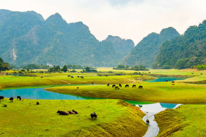   Lượng gia súc lớn được chăn thả tự do trên thảo nguyên trở thành yếu tố hấp dẫn đối với du khách (Ảnh Traveloka)  