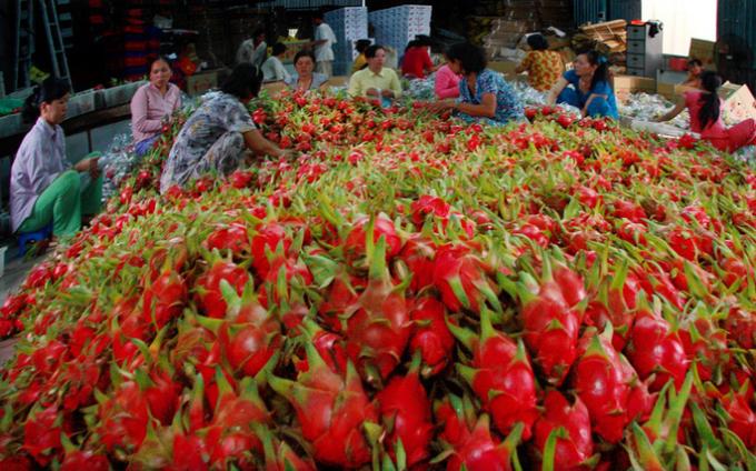 Giá thanh long quay đầu, tăng lên 35.000 đồng/kg