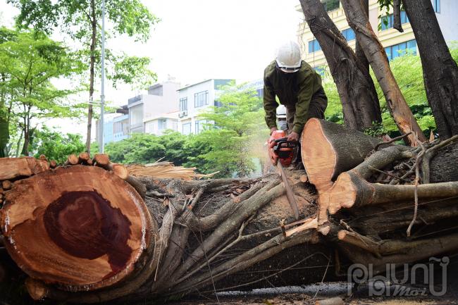 Cưa các nhánh cây thành nhiều đoạn ngắn.