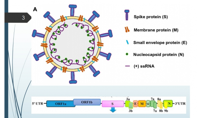 Trình tự hệ gene của chủng 2019-nCoV. Ảnh: Nhóm nghiên cứu cung cấp