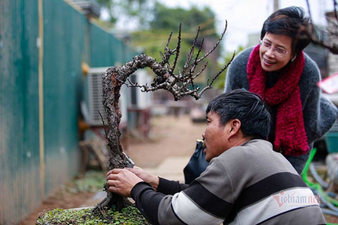 Ông Hàm chăm sóc gốc đào để kịp xuất ra thị trường dịp Tết Nguyên đán