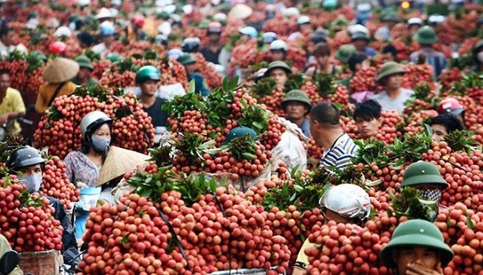 Sản lượng giảm mạnh khiến giá vải thiều tăng cao.