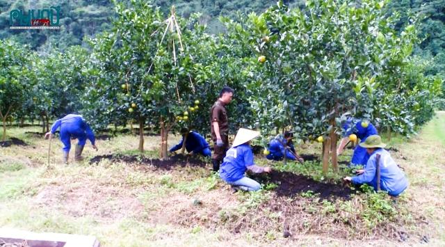 Trang trại của anh Vy đã tạo việc làm cho gần 50 lao động tại địa phương với mức thu nhập trung bình 7 - 9 triệu/tháng