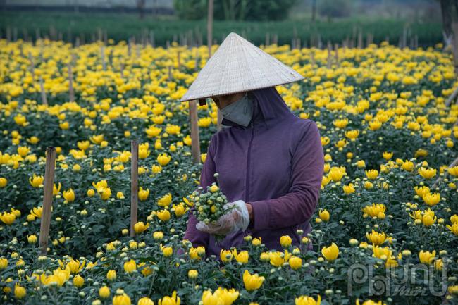 Loại hoa chủ đạo tại Tây Tựu là hoa cúc. Hiện tại những bông cúc đang bắt đầu chớm nở, sẵn sàng cho Tết ông Công ông Táo. Theo những người trồng hoa tại Tây Tựu, ngoài kỹ thuật trồng và chăm sóc cây trồng thì yếu tố thời tiết chính là phần quan trọng nhất, quyết định đến năng suất hoa.