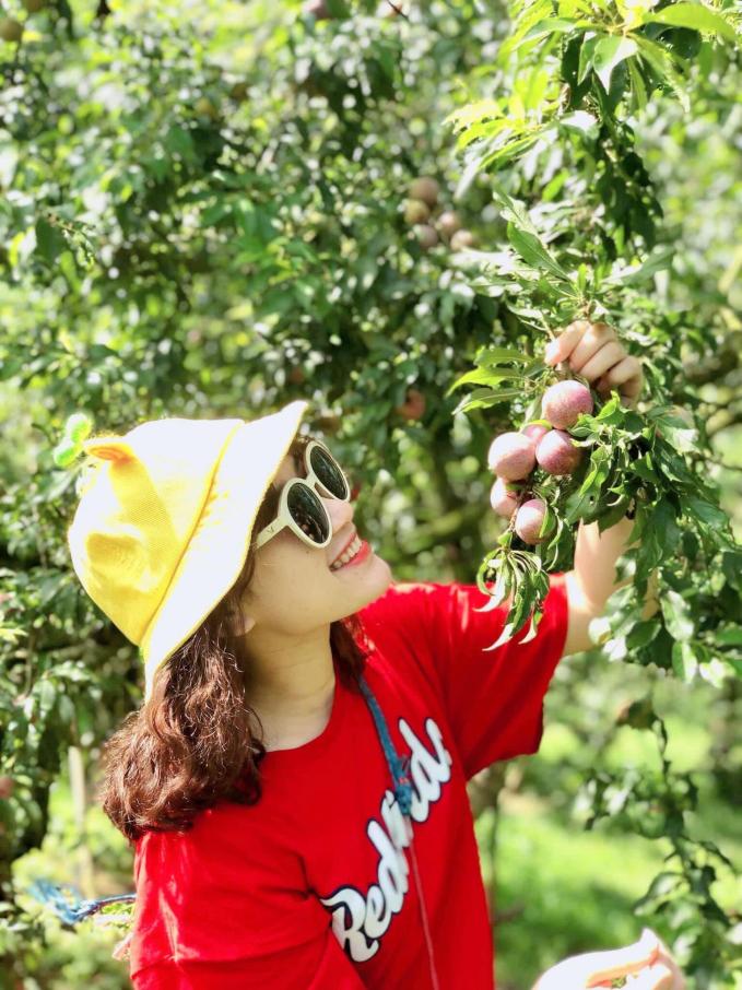 Những chùm mận sai trĩu đang ngả sang màu đỏ tươi nhờ ánh nắng ấm áp nơi vùng cao sẽ khiến bạn không thể rời mắt. Ảnh: dulichchat.com