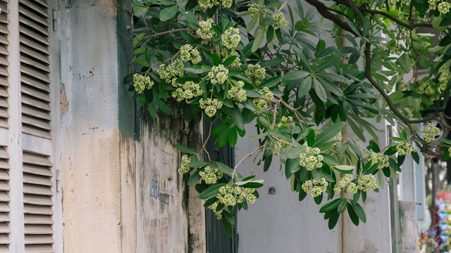 Nhiều vấn đề thời sự quá, chúng ta đã quên Hà Nội đang vào mùa hoa