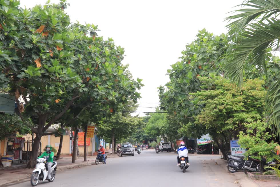 Cây sa kê được trồng nhiều vì cho bóng mát lớn, lá to ít rụng dễ quét. Ngoài ra, quả và lá sa kê còn được dùng làm thực phẩm, làm thuốc nhưng nếu cây quá to cũng gây ra vấn đề. Ảnh: Tri Thức