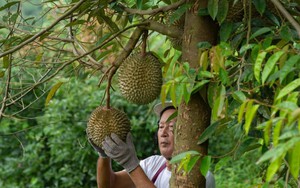 Ngành sầu riêng Thái Lan lo bị Việt Nam giành thị phần ở Trung Quốc