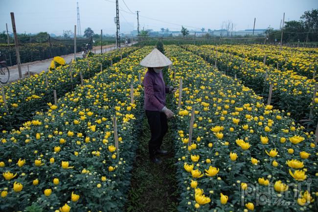 Hoa hồng trồng tại Tây Tựu là một trong những loại hoa được khách hàng ưa chuộng vào dịp Tết Nguyên đán. 