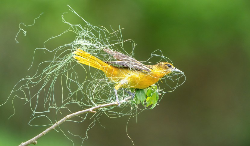 Những bức ảnh tuyệt đẹp về loài chim đạt giải thưởng Audubon - Ảnh 11.