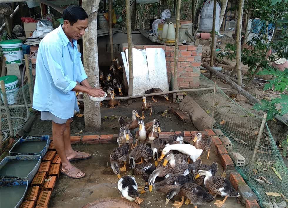 Chăn nuôi gia cầm ở Trà Vinh.