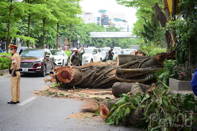 Sau khi nhận được tin báo, Đội CSGT số 2 đã cử lực lượng tới phân luồng giao thông, đồng thời phối hợp với Công ty Công viên cây xanh Hà Nội xử lý nhanh cây đa.