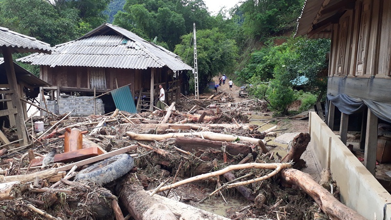  Gỗ trên rừng tràn về tấp thành đống to 