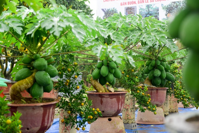 Dù giá nhỉnh hơn nhiều loại cây cảnh khác nhưng đu đủ bon sai được chuộng bởi độc, lạ, hiếm có.