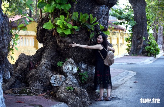 Cây bàng đi qua thăng trầm cùng người dân Côn Đảo 