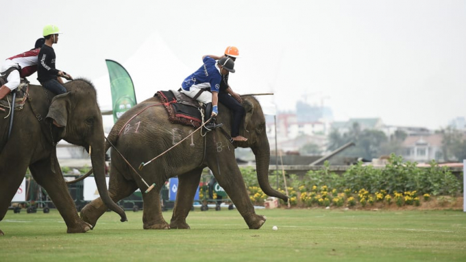 Mặc dù còn nhiều tranh cãi nhưng chơi polo trên lưng voi đem lại cảm giác mới lạ khác biệt thay vì chơi trên lưng ngựa truyền thống.